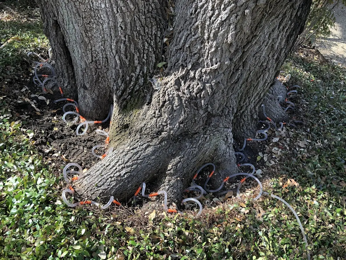 Detailed Tree Cabling and Bracing job site in East Nassau