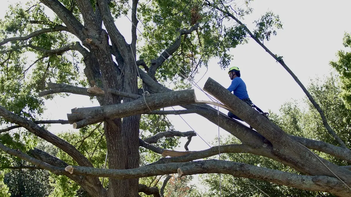 Professional Crown Thinning performed by certified arborists in East Nassau
