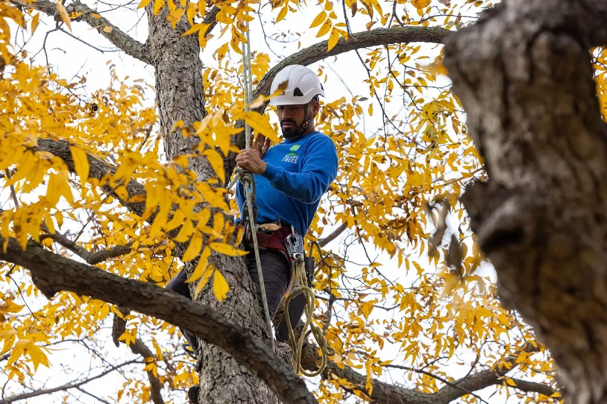 Skilled Tree Pruning crew working in East Nassau